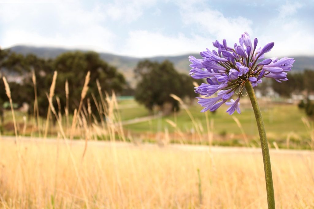 flor, flores, campo, naturaleza, beautiful flowers, natural, nature, flower wallpaper, flower background, flower, paisaje
